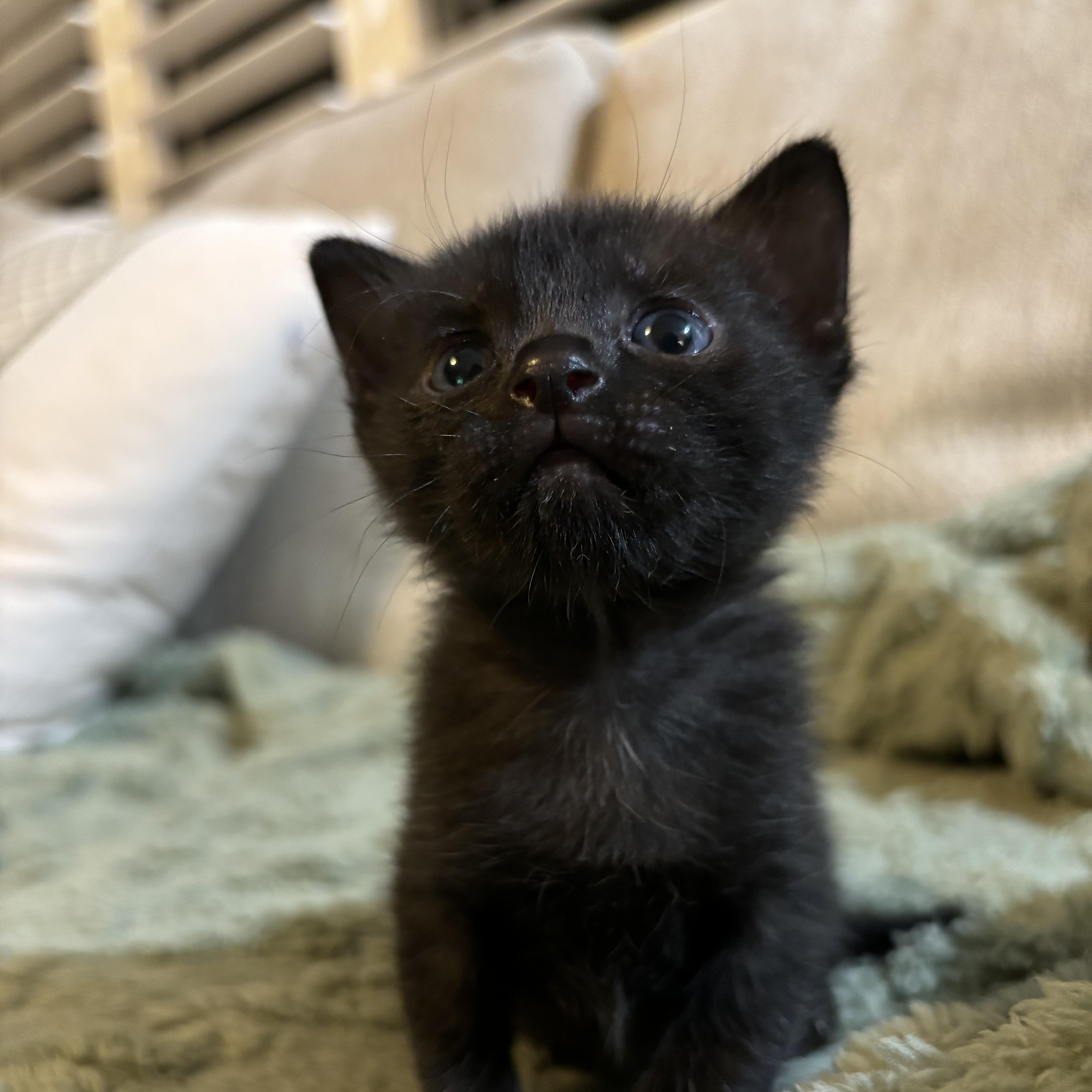 Enlarge Buttercup, a ADOPTABLE Domestic Short Hair in EWA BEACH, HI image 2/4