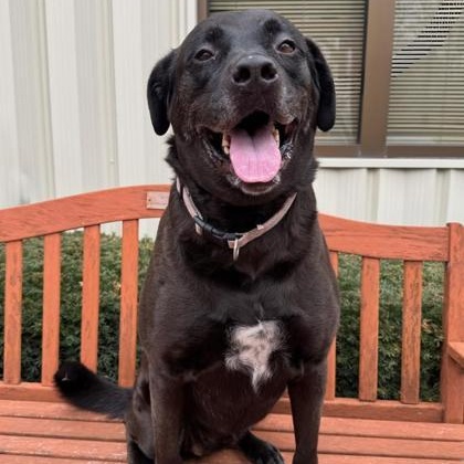 Sadie, adoptable, Adult Female Labrador Retriever & Rottweiler.