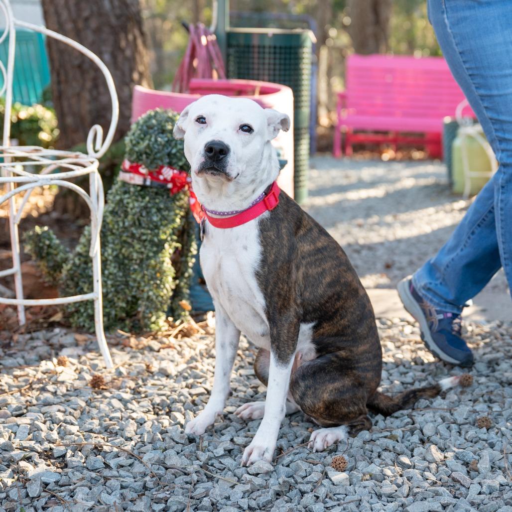 Enlarge Shari, a Adoptable Pit Bull Terrier in Wake Forest, NC image 1/2