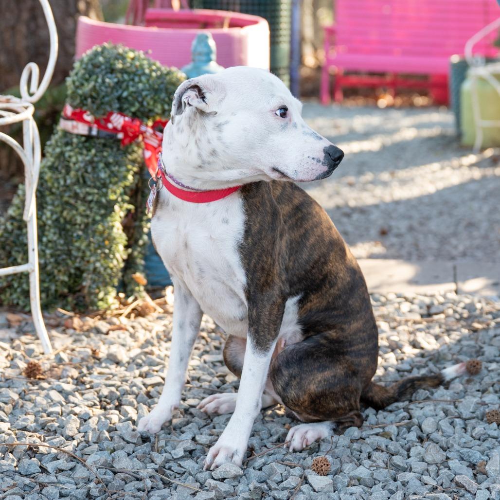 Enlarge Shari, a Adoptable Pit Bull Terrier in Wake Forest, NC image 2/2