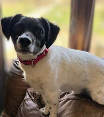 Enlarge Stewie, a Adoptable mixed breed in Monticello, MN image 3/3