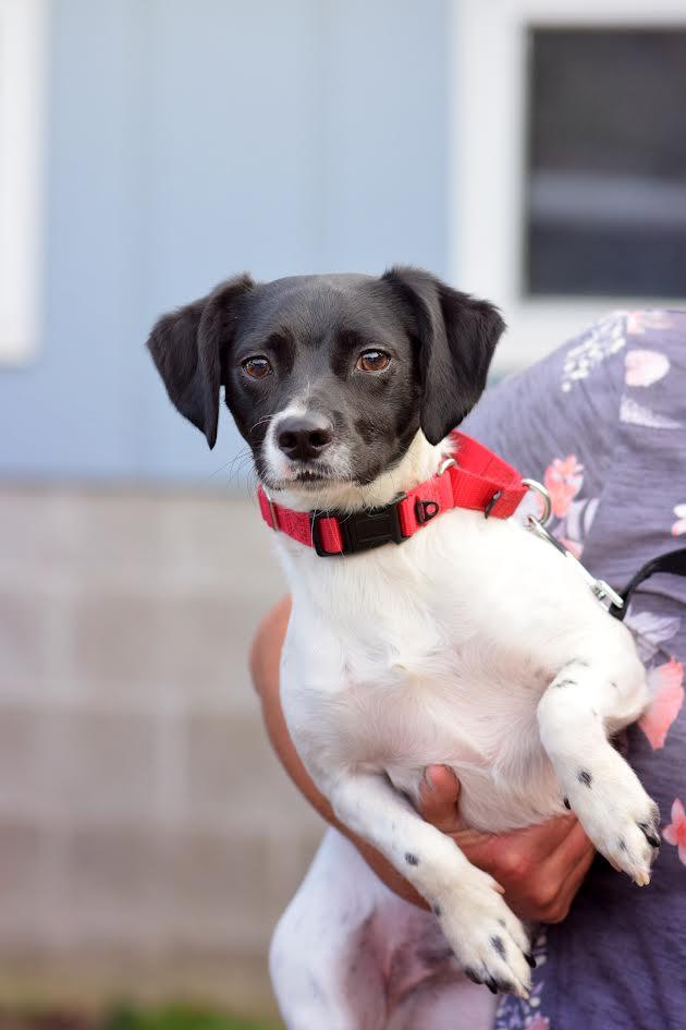 Stewie, a Adoptable mixed breed in Monticello, MN image 1/2