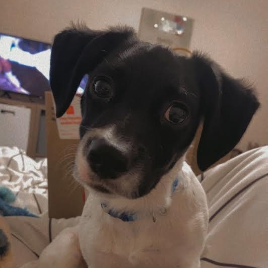 Stewie, a Adoptable mixed breed in Monticello, MN image 2/2