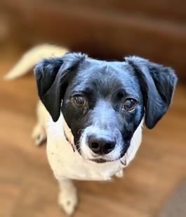 Stewie, Adoptable, Young Male Dachshund.