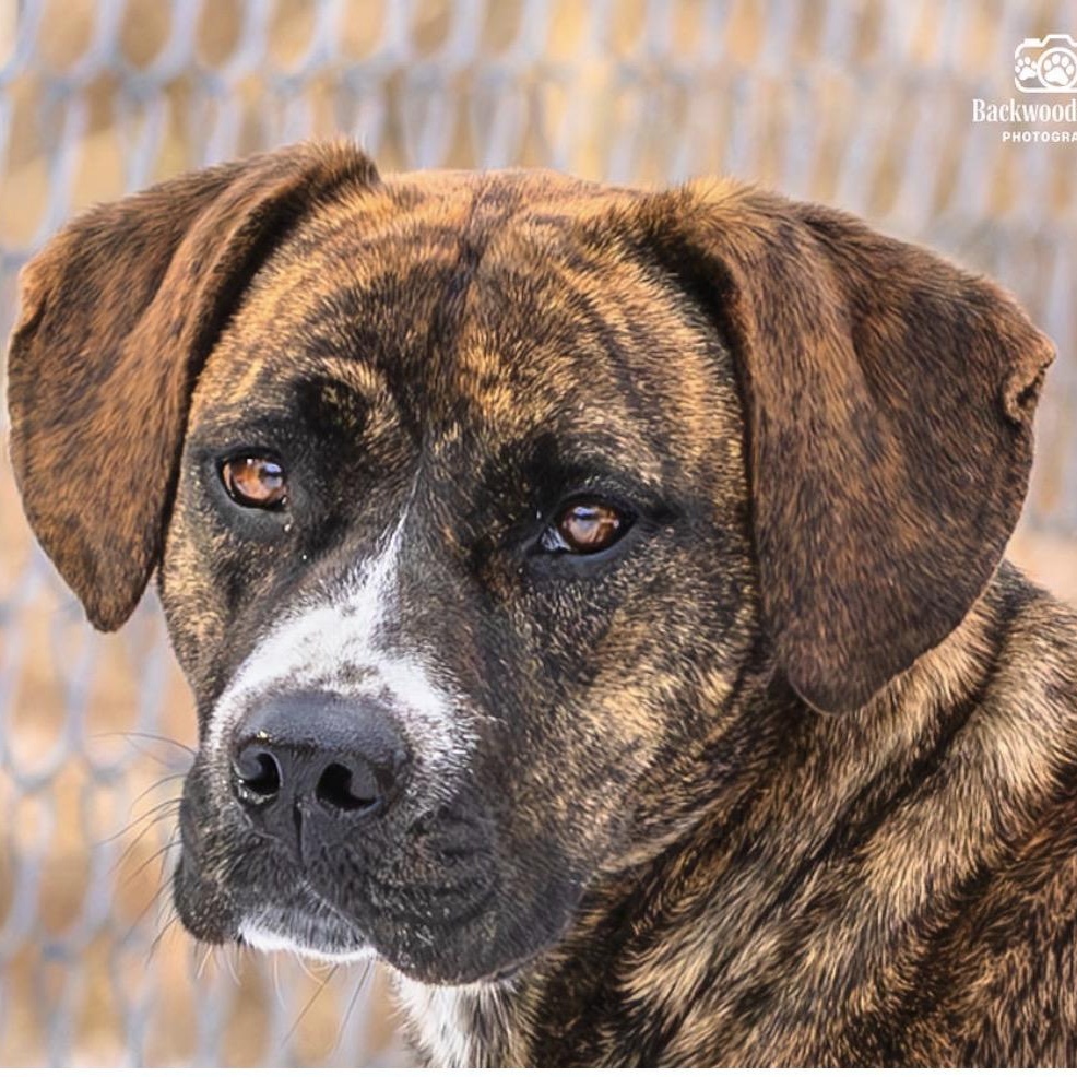 Bambi, a ADOPTABLE mixed breed in Ocean View, NJ image 1/4