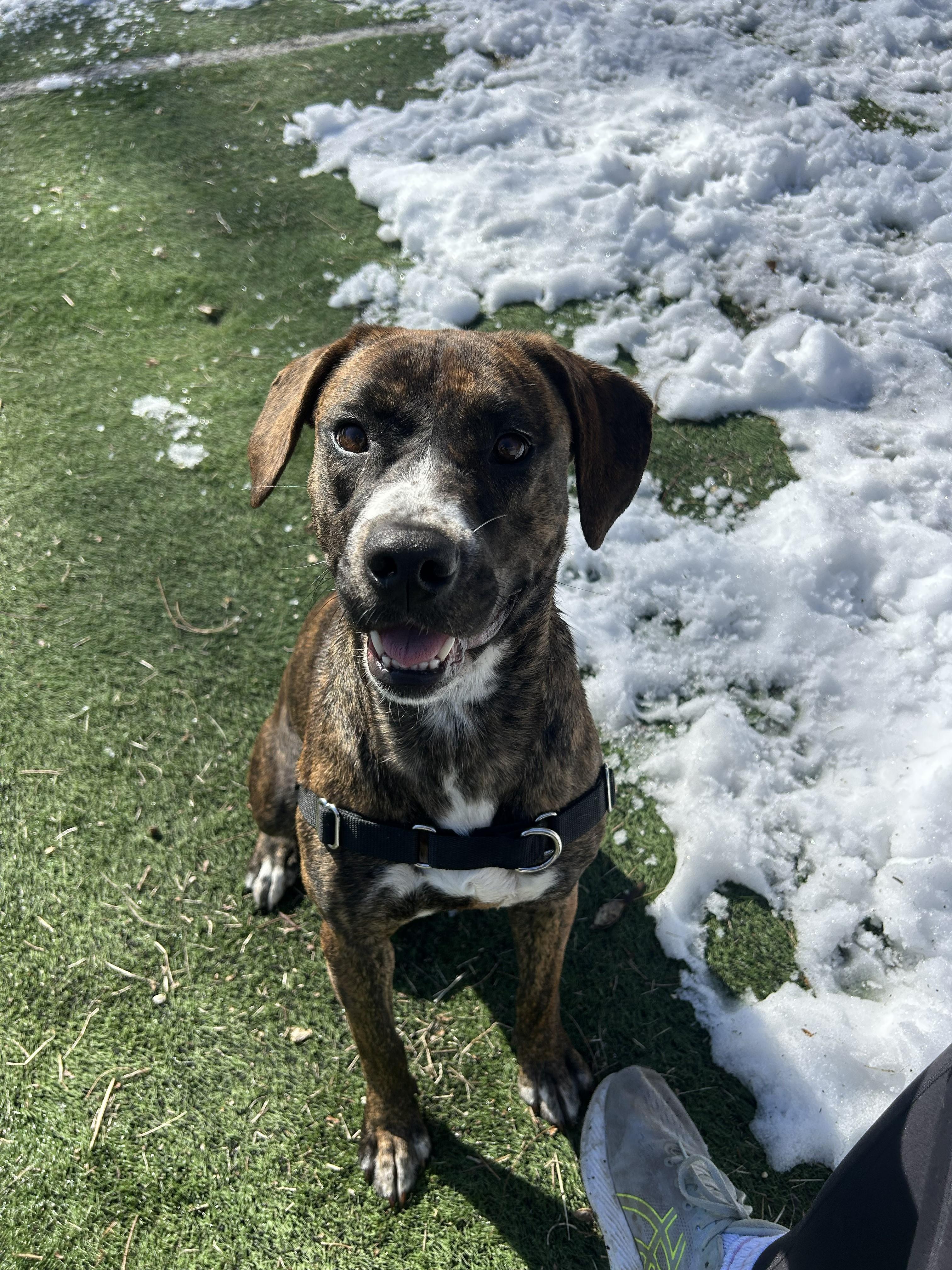 Enlarge Bambi, a ADOPTABLE mixed breed in Ocean View, NJ image 2/5