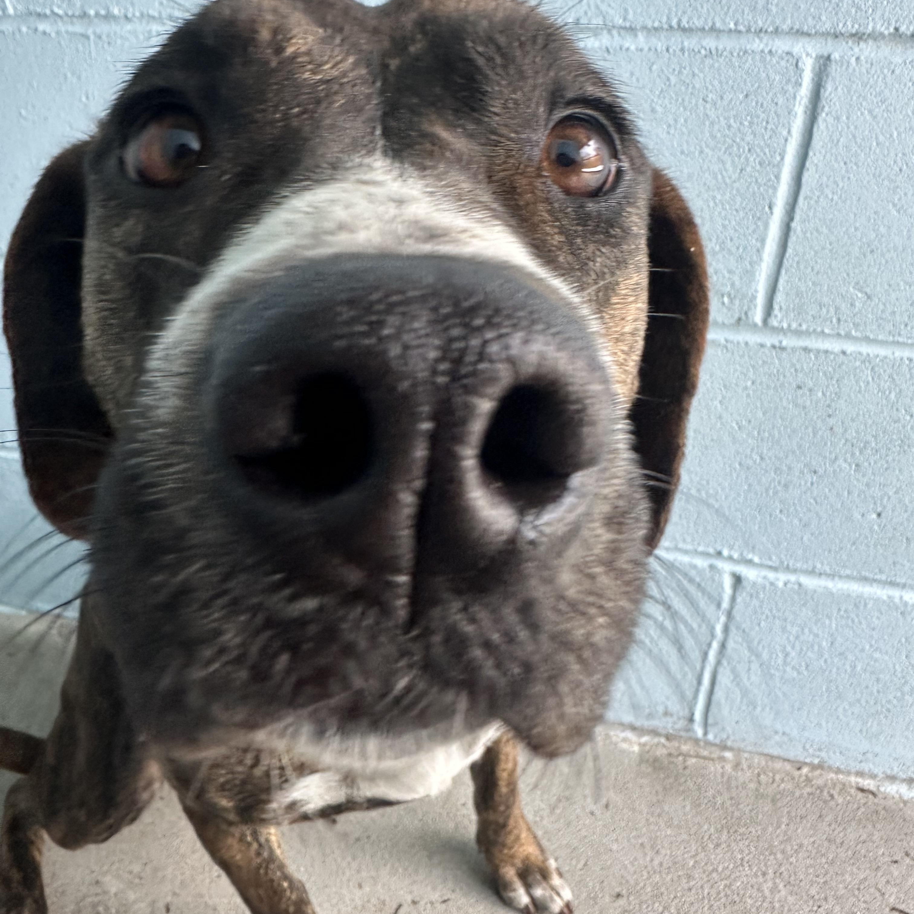 Bambi, a ADOPTABLE mixed breed in Ocean View, NJ image 4/4