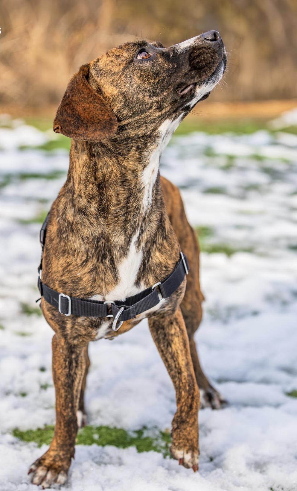 Bambi, a ADOPTABLE mixed breed in Ocean View, NJ image 2/4