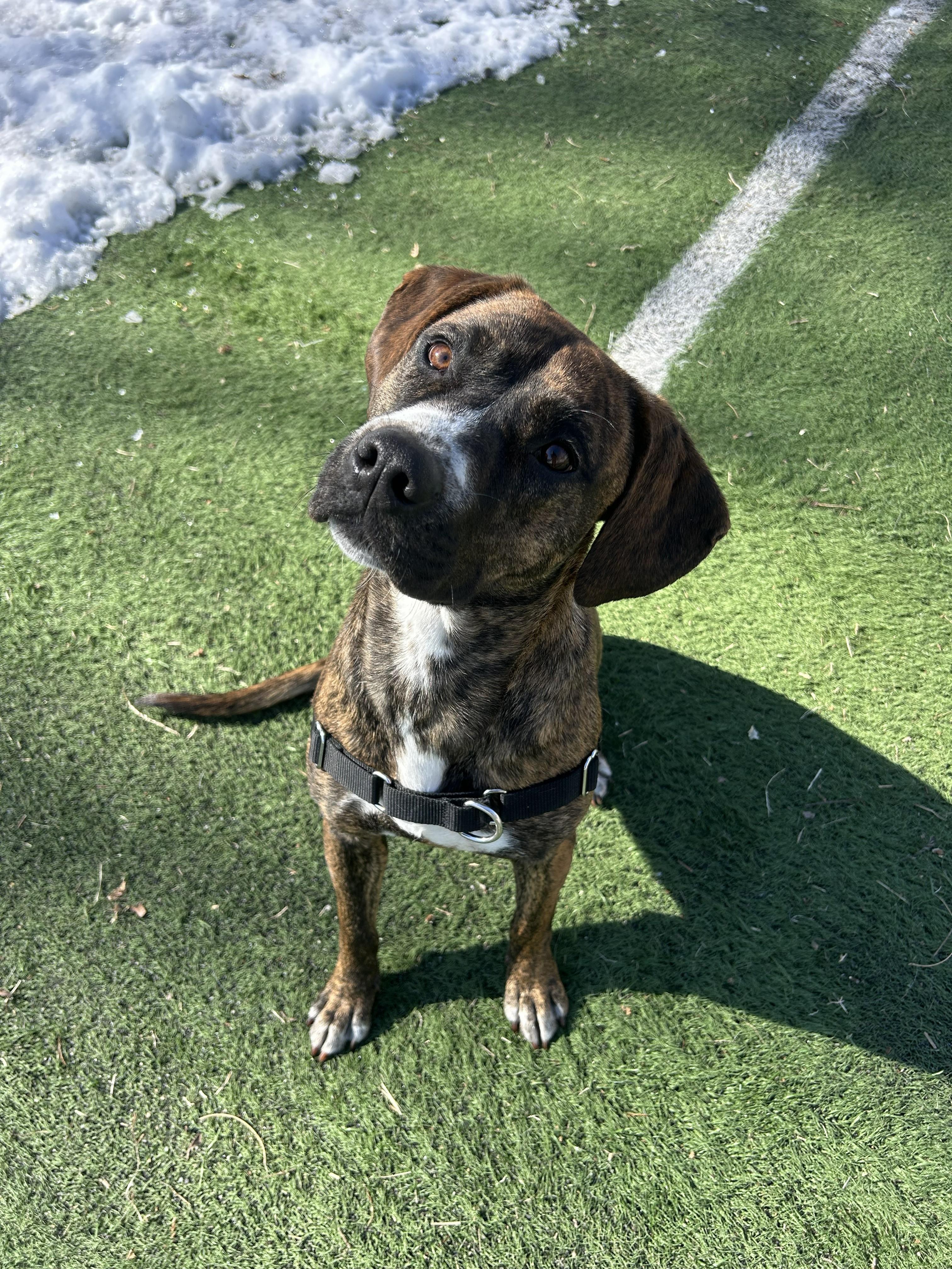 Enlarge Bambi, a ADOPTABLE mixed breed in Ocean View, NJ image 3/5