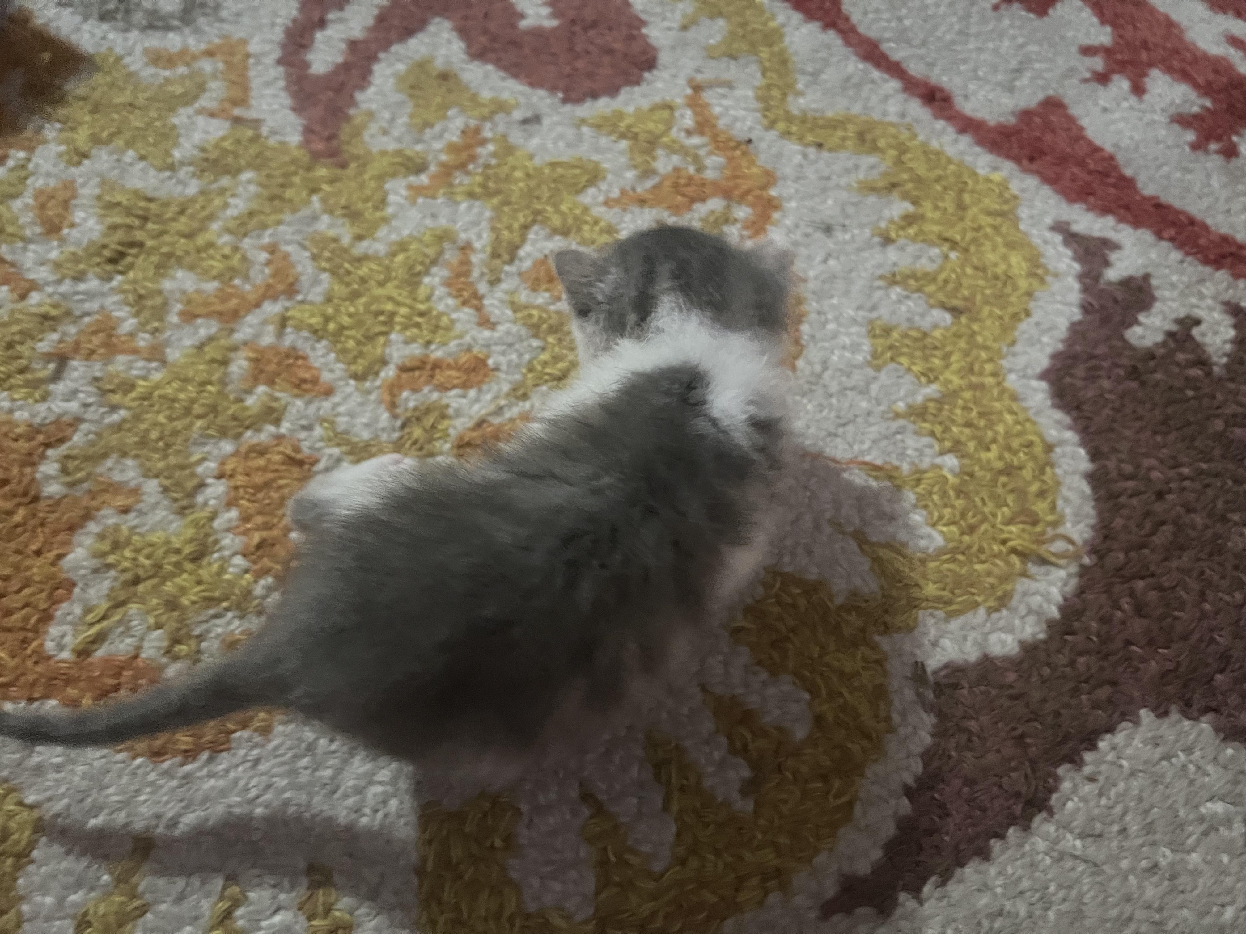 Pebbles, Adoptable, Kitten Female Domestic Short Hair.