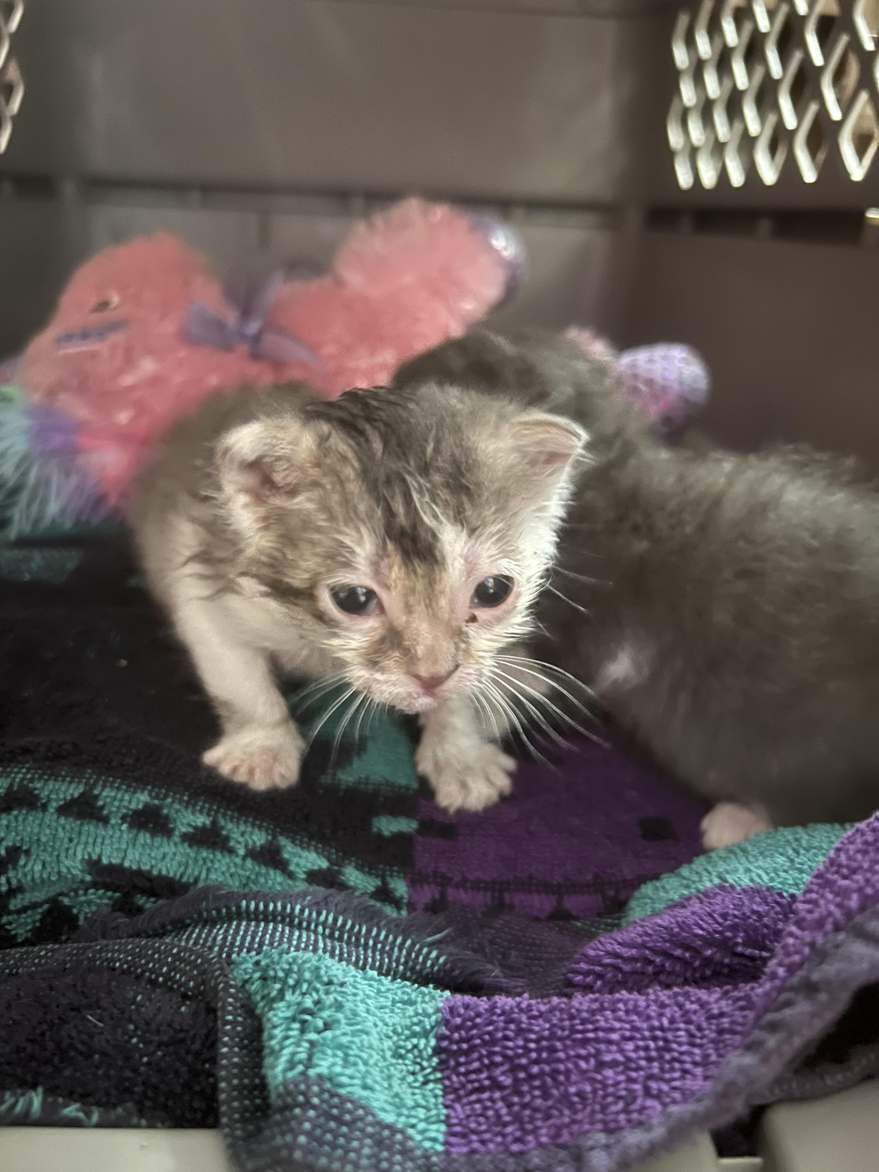 Enlarge Pebbles, a Adoptable mixed breed in Crookston, MN image 2/4