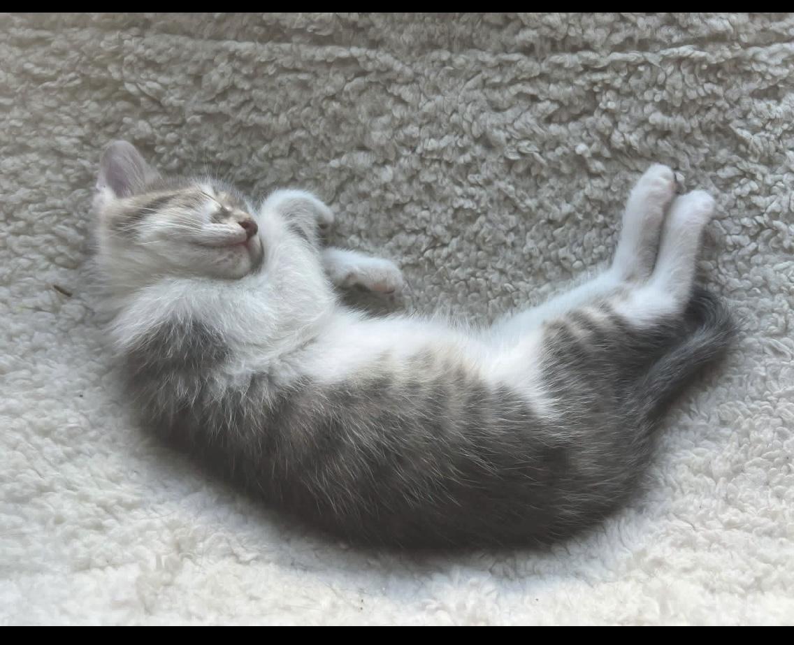 Enlarge Pebbles, a Adoptable mixed breed in Crookston, MN image 4/4