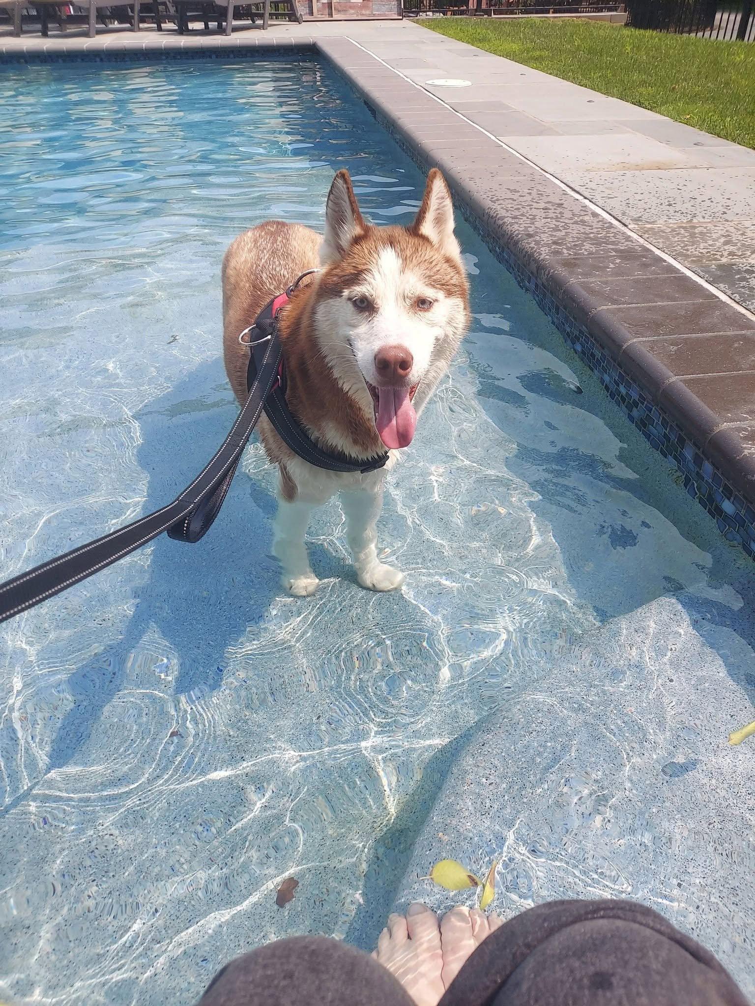 Enlarge Prince, a Adoptable Husky in Lancaster, PA image 1/3