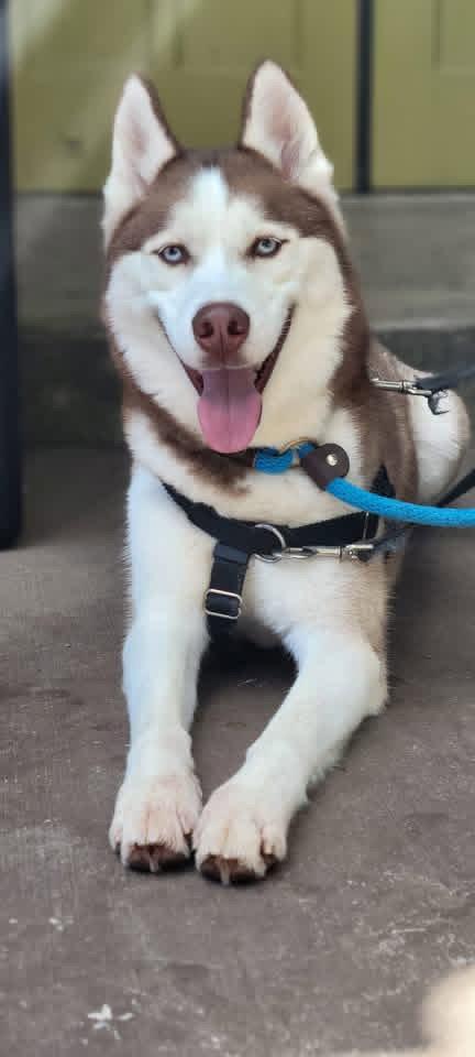 Prince, Adoptable, Young Male Husky.