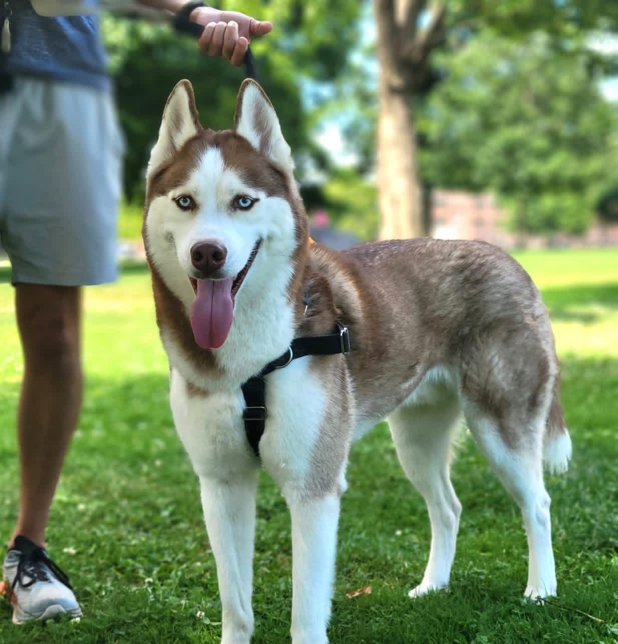 Prince, a Adoptable Husky in Lancaster, PA image 2/3