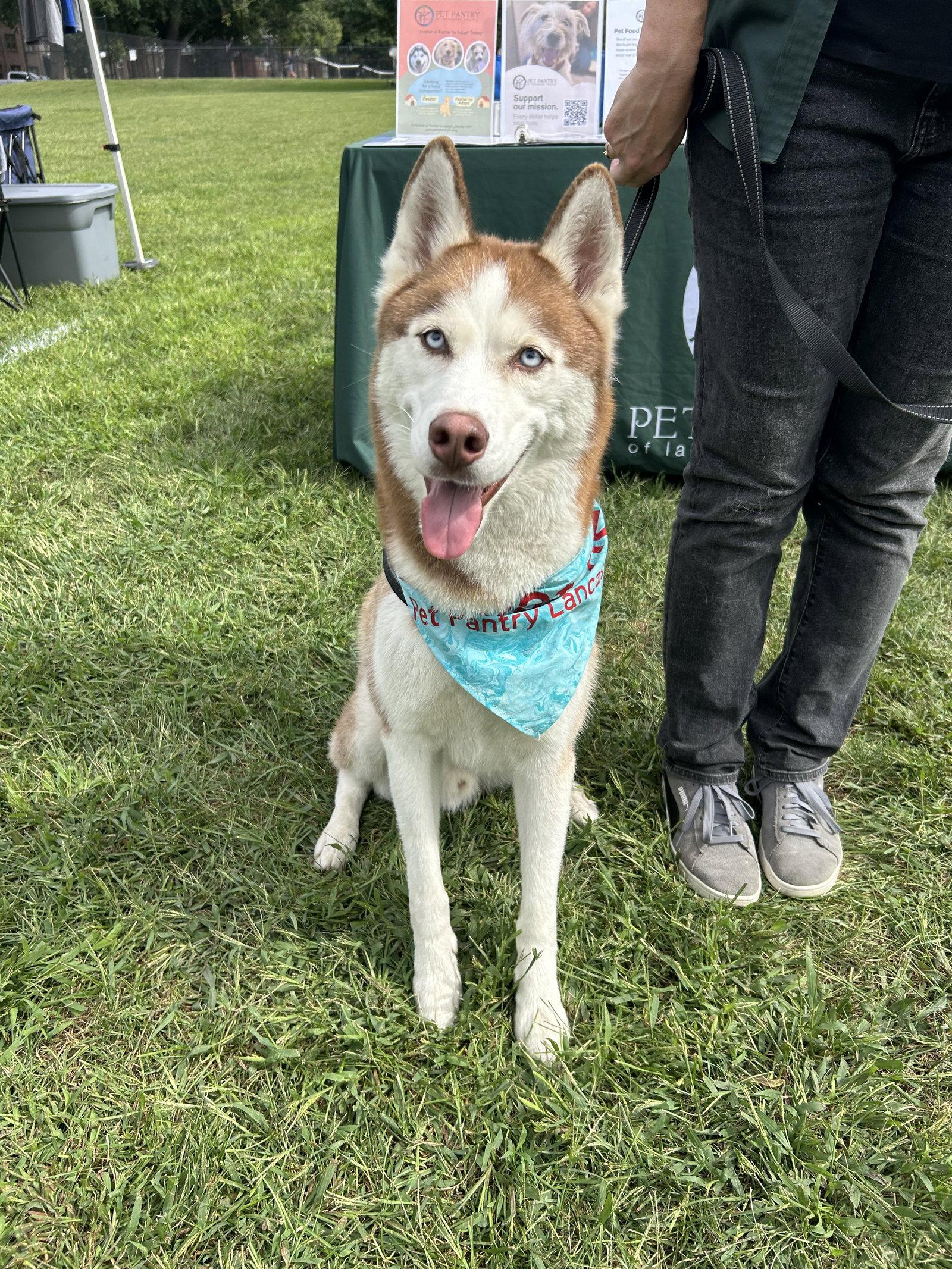 Enlarge Prince, a Adoptable Husky in Lancaster, PA image 3/3