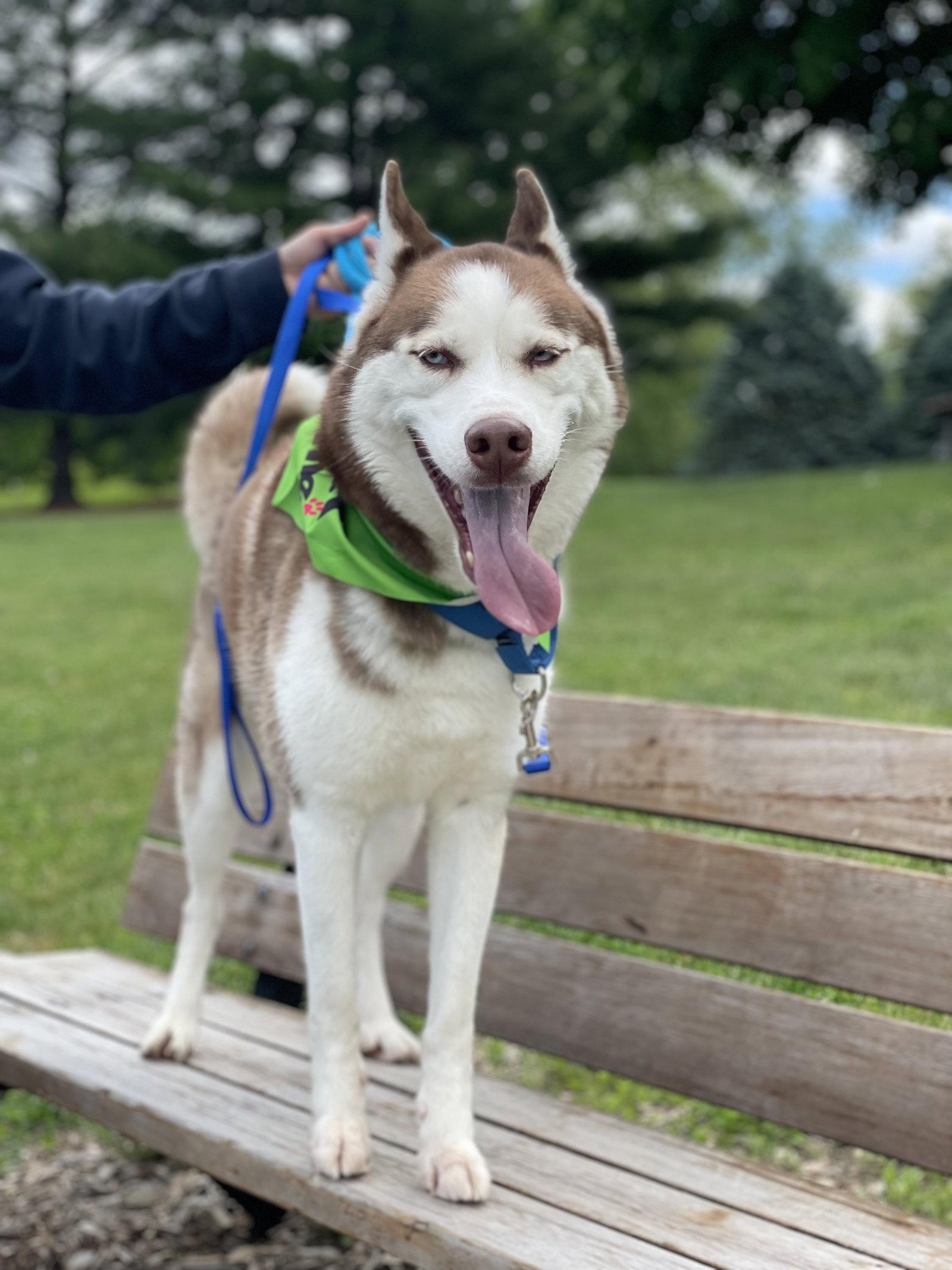 Prince, a Adoptable Husky in Lancaster, PA image 3/3