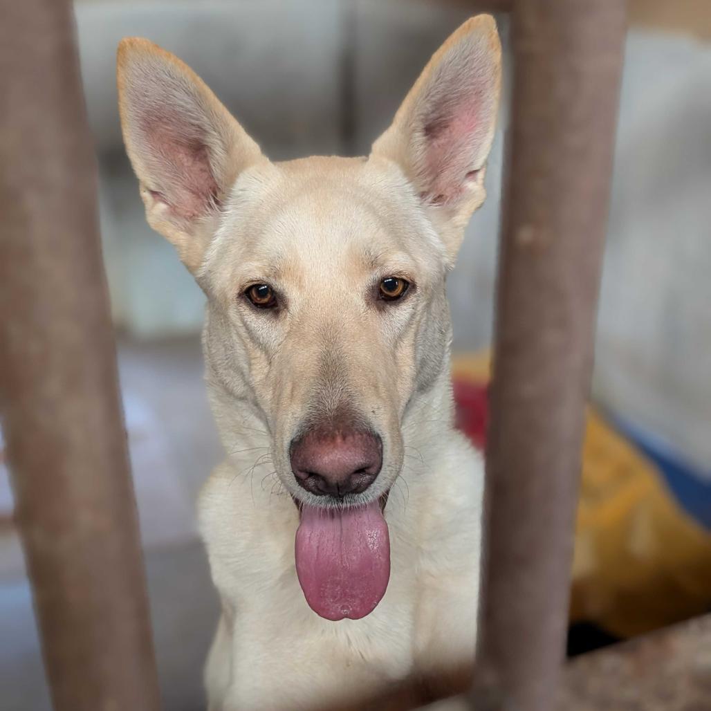 Enlarge Jackie, a Adoptable German Shepherd Dog in Grand Junction, CO image 1/1