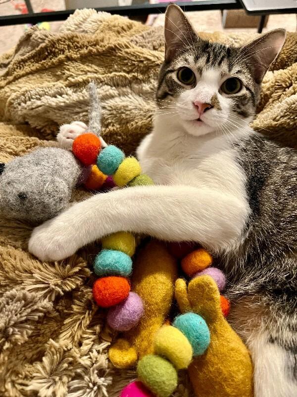 Leahy — thumbnail 4