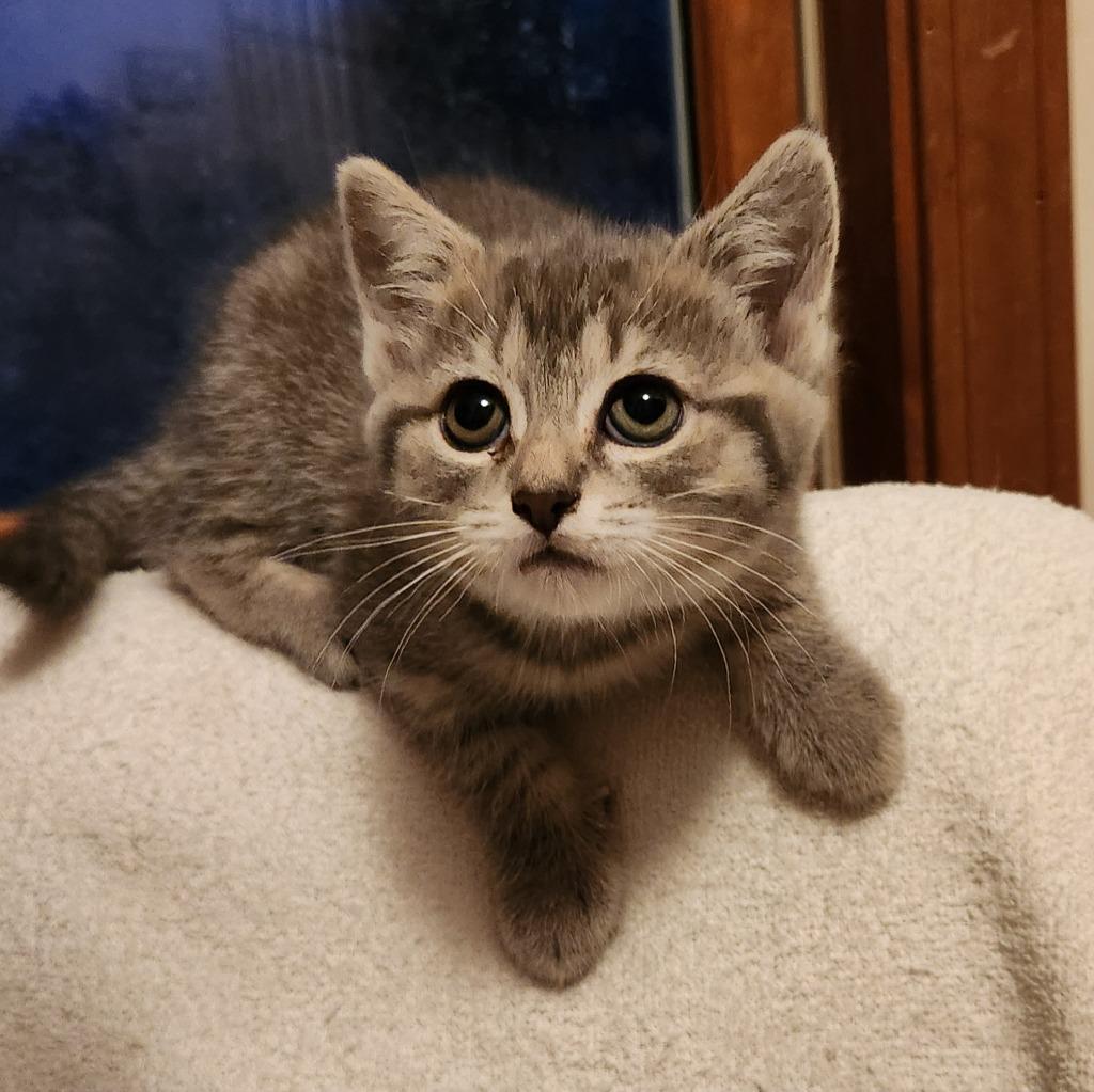 Enlarge Joy, a Adopted mixed breed in Brainardsville, NY image 3/4