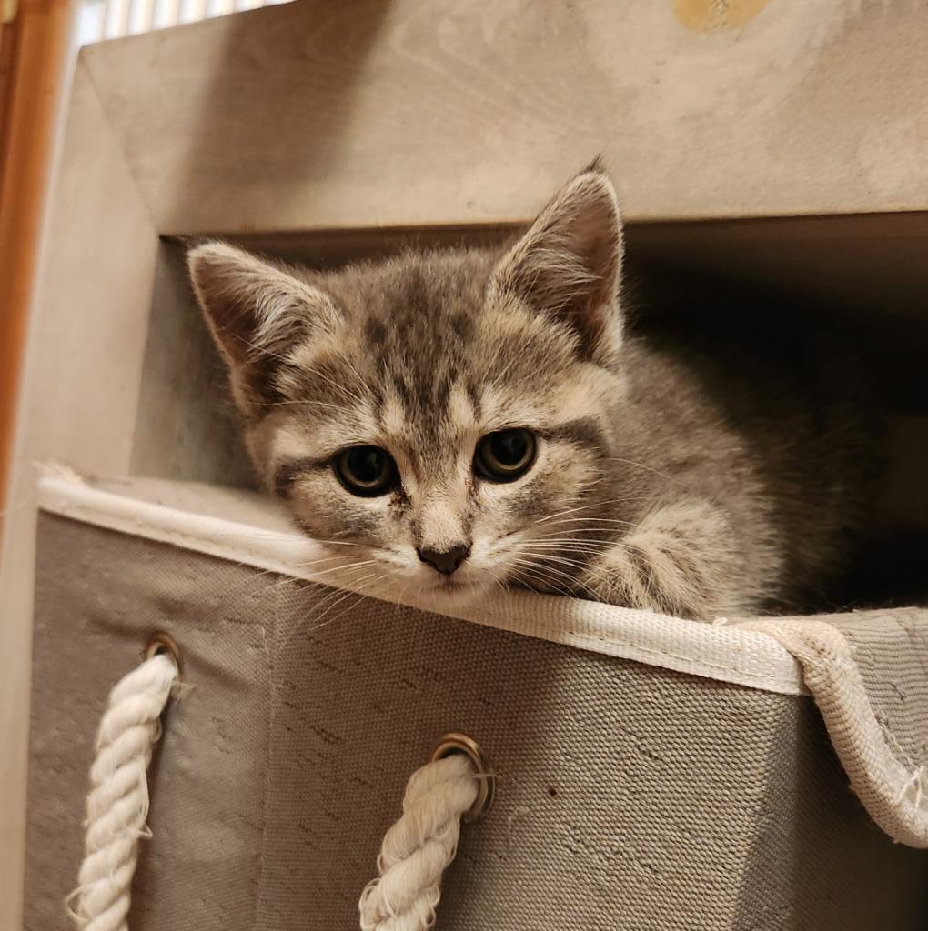 Joy, Adopted, Kitten Female Domestic Short Hair.