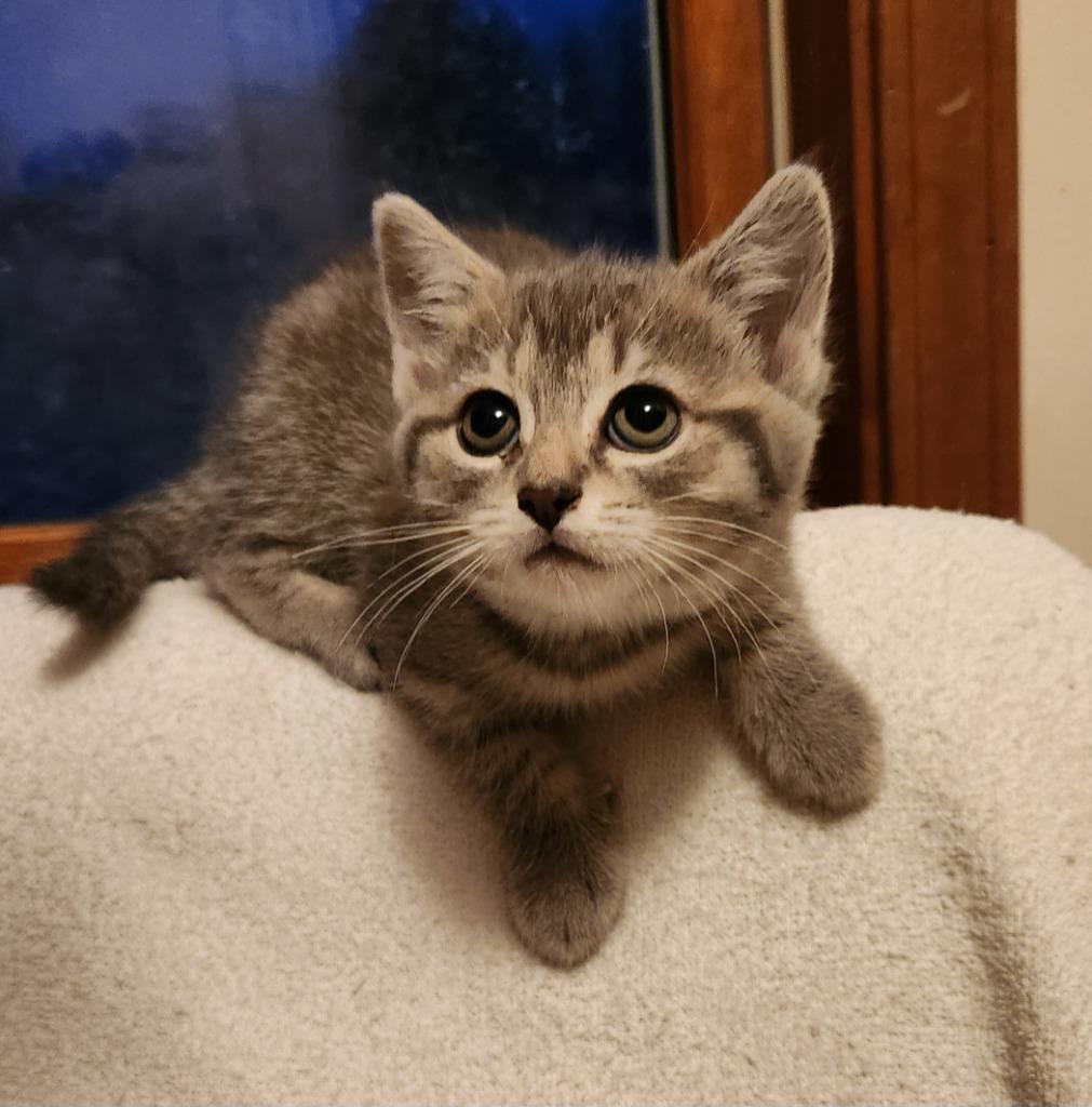 Joy, a Adopted mixed breed in Brainardsville, NY image 2/4