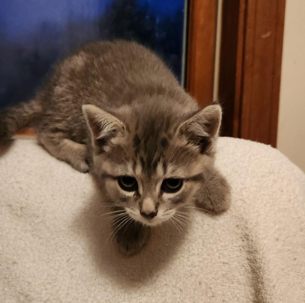 Joy, a Adopted mixed breed in Brainardsville, NY image 3/4