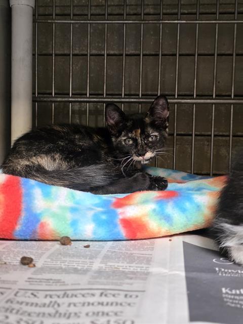 MATISSE, Adoptable, Kitten Female Domestic Short Hair.
