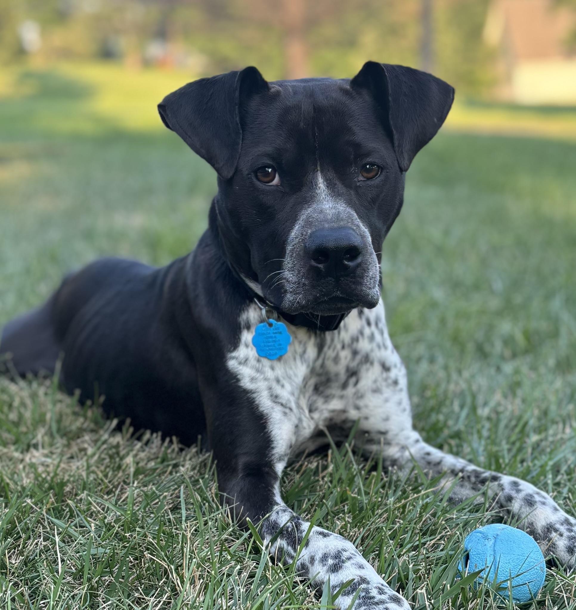 Buddy - Courtesy Post