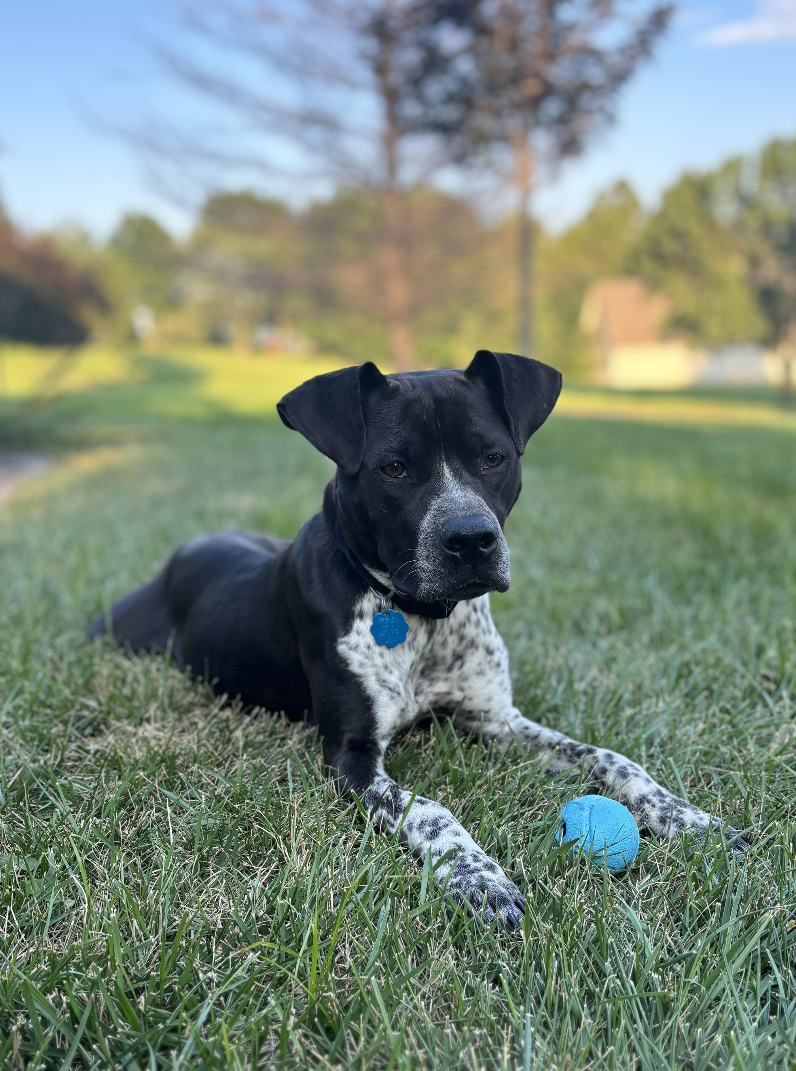 Buddy - Courtesy Post
