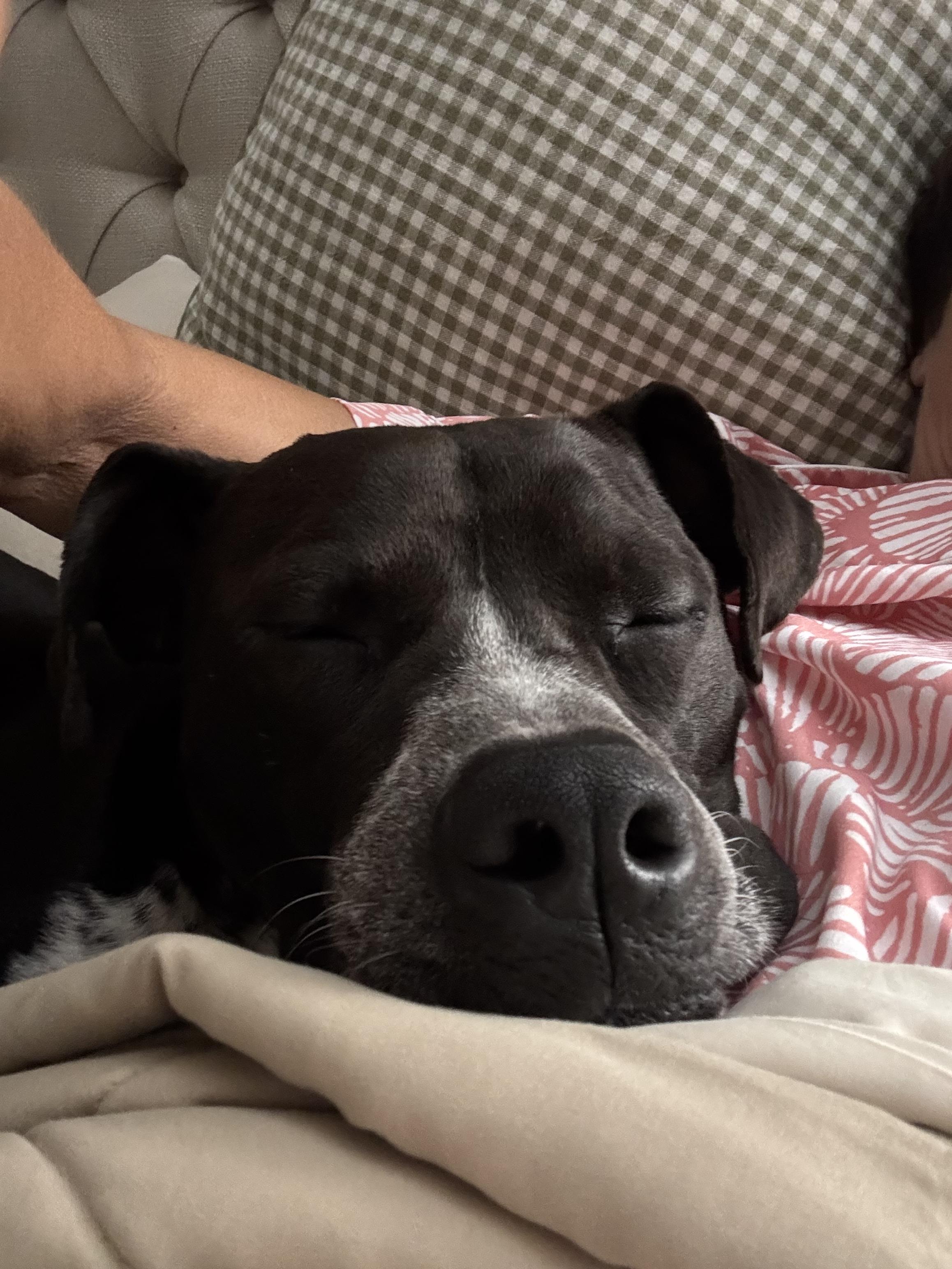 Buddy - Courtesy Post