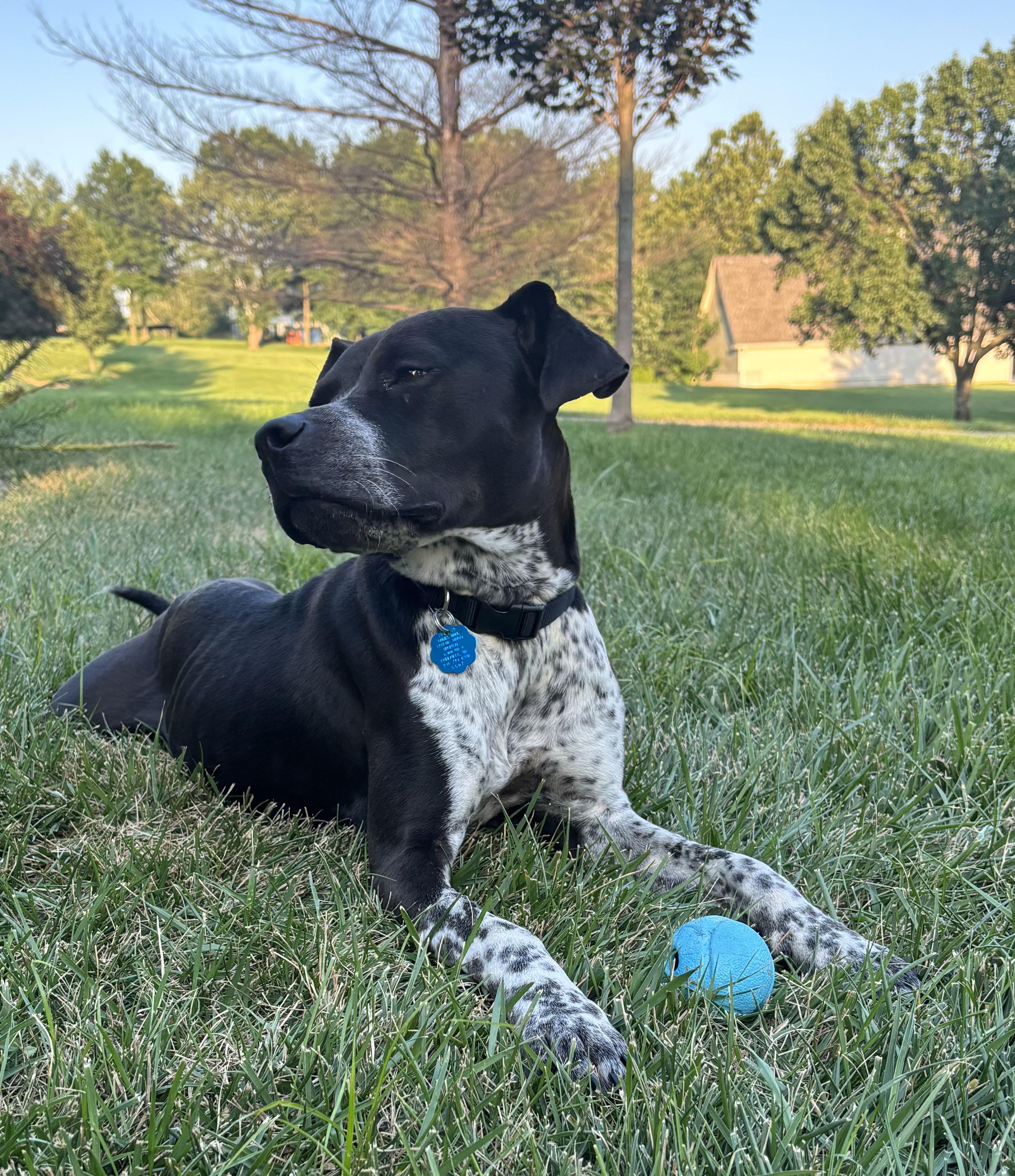 Buddy - Courtesy Post