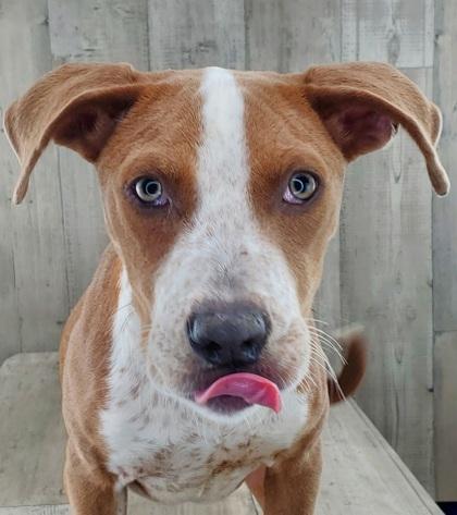 Enlarge Astrid, a Adoptable mixed breed in Shreveport, LA image 1/2