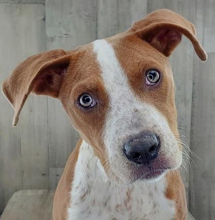 Enlarge Astrid, a Adoptable mixed breed in Shreveport, LA image 2/2