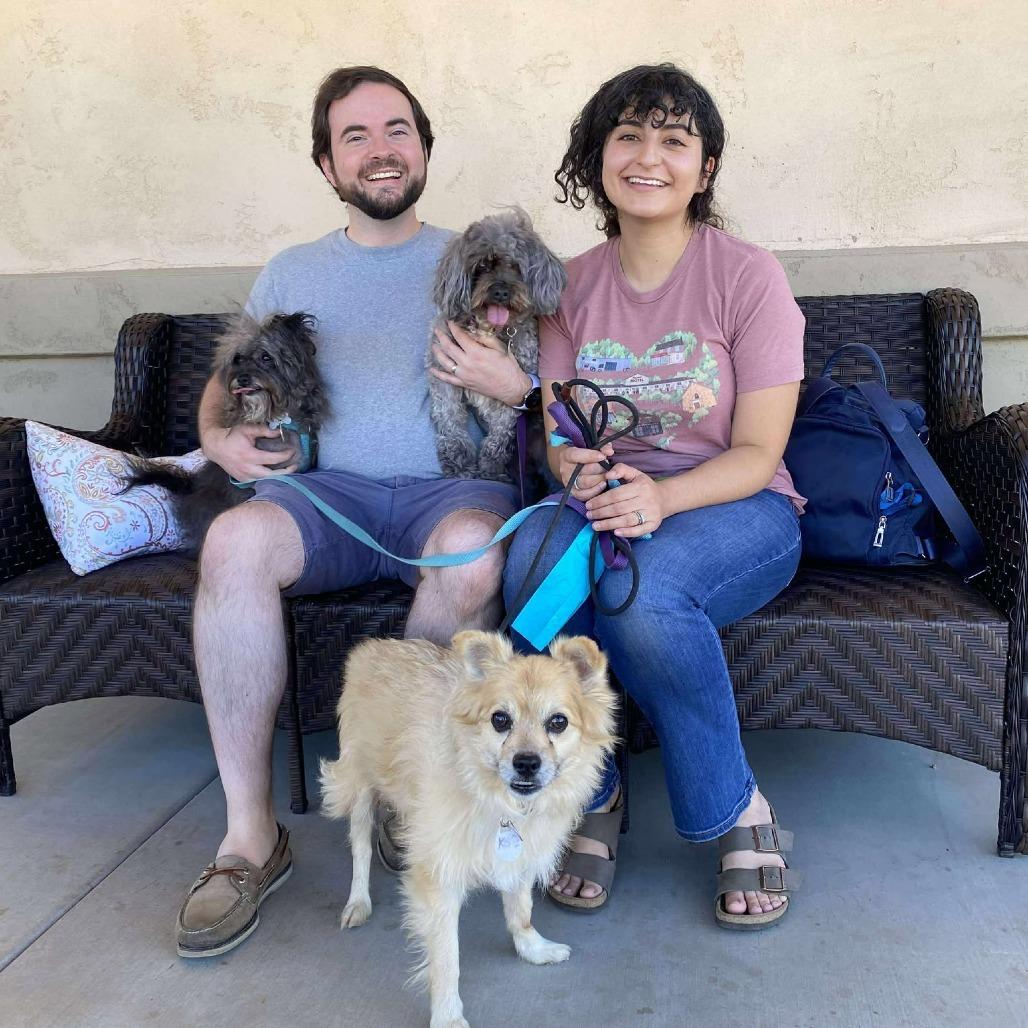 Kona Cabernet, Adoptable, Senior Male Pomeranian.