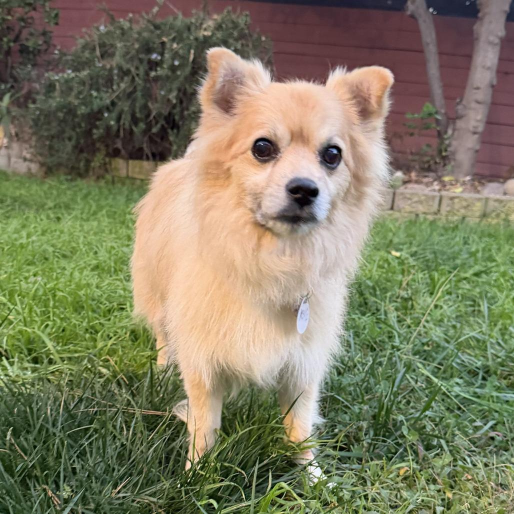 Enlarge Kona Cabernet, a Adoptable Pomeranian in Ramona, CA image 2/6