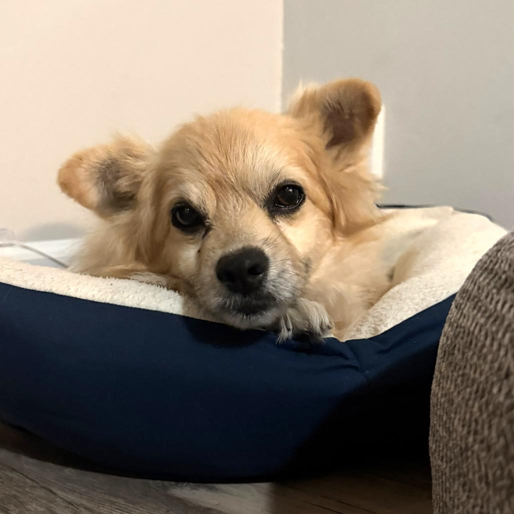 Enlarge Kona Cabernet, a Adoptable Pomeranian in Ramona, CA image 3/6