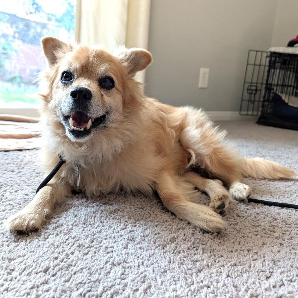 Enlarge Kona Cabernet, a Adoptable Pomeranian in Ramona, CA image 4/6