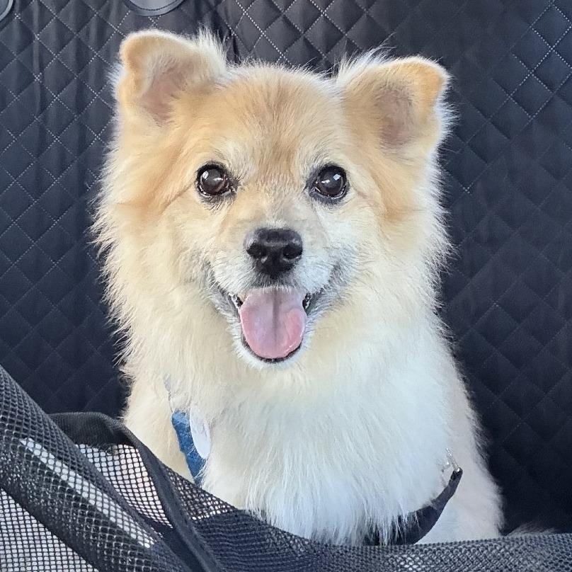 Enlarge Kona Cabernet, a Adoptable Pomeranian in Ramona, CA image 5/6