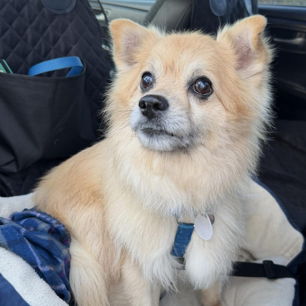 Enlarge Kona Cabernet, a Adoptable Pomeranian in Ramona, CA image 6/6