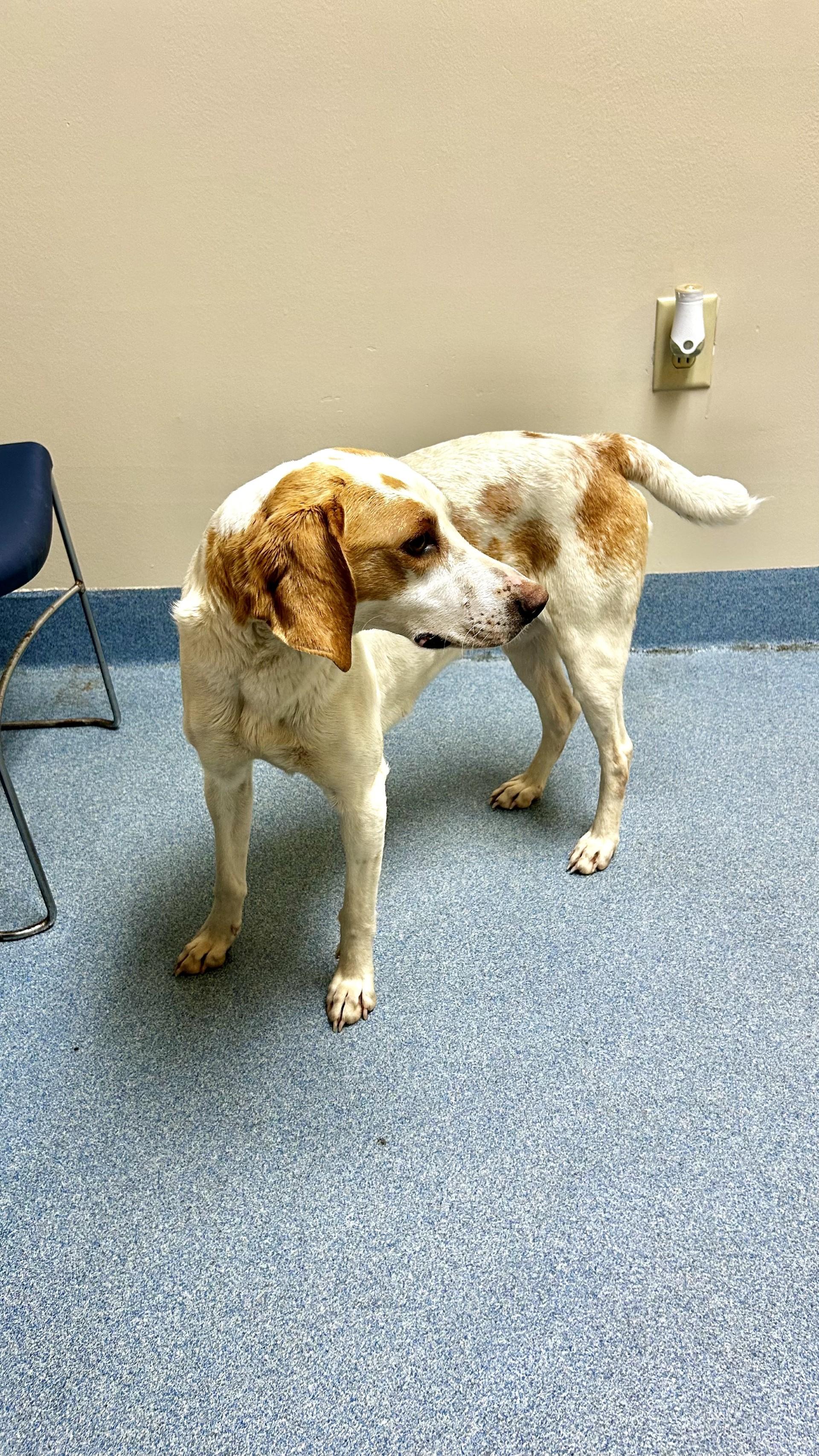 Enlarge Belle , a ADOPTABLE mixed breed in Suffolk, VA image 2/2