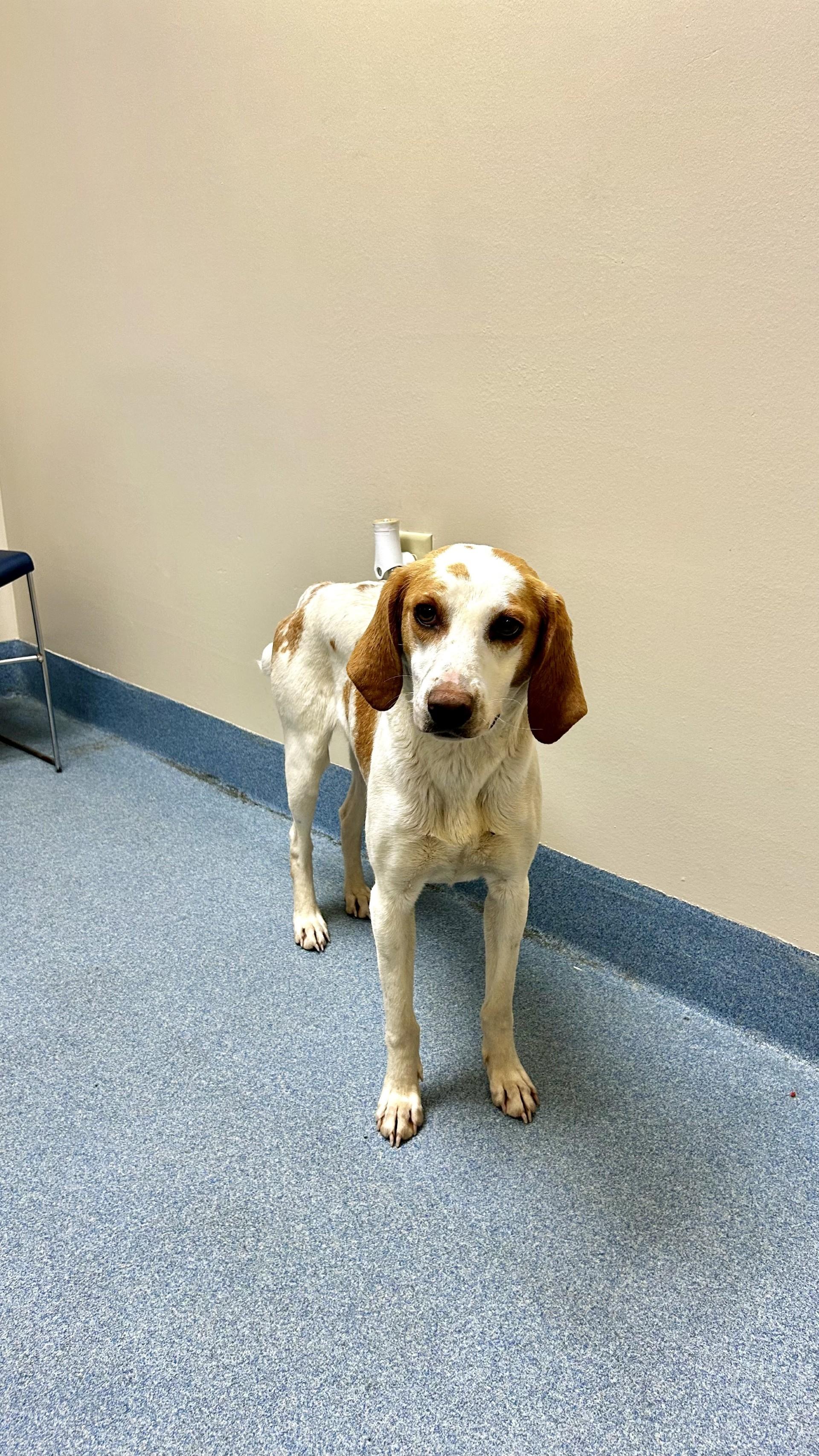 Belle , ADOPTABLE, Young Female Hound.