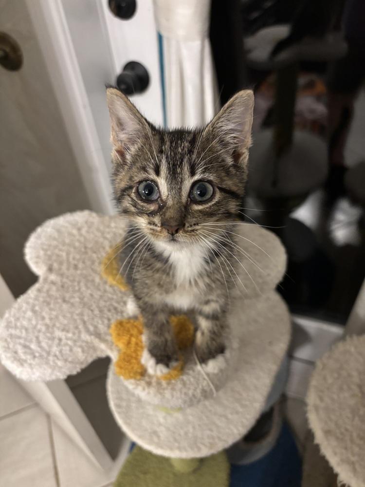 Merlin — thumbnail 2