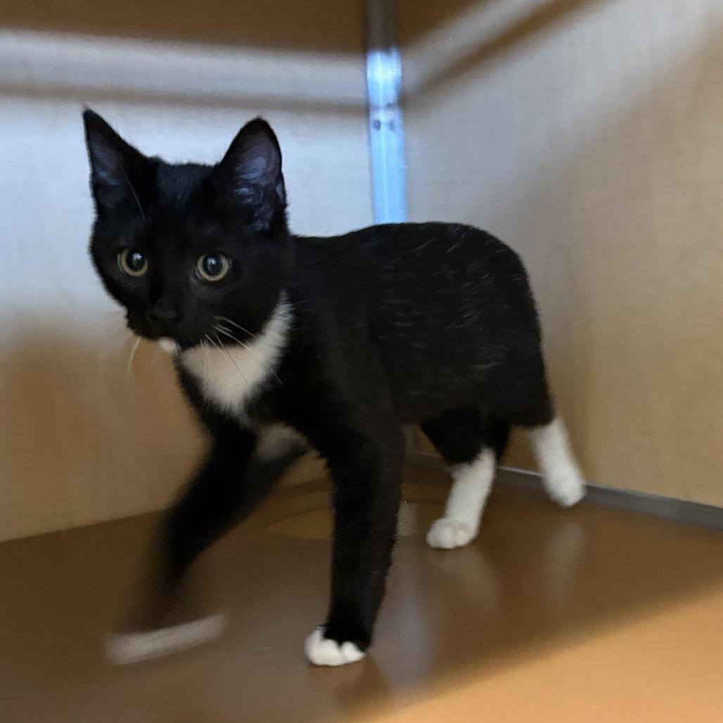 Inky, Adoptable, Kitten Female Domestic Short Hair.