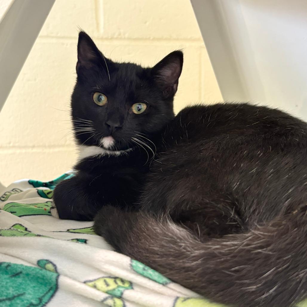 Enlarge Inky, a Adoptable Domestic Short Hair in Chesapeake, VA image 2/3
