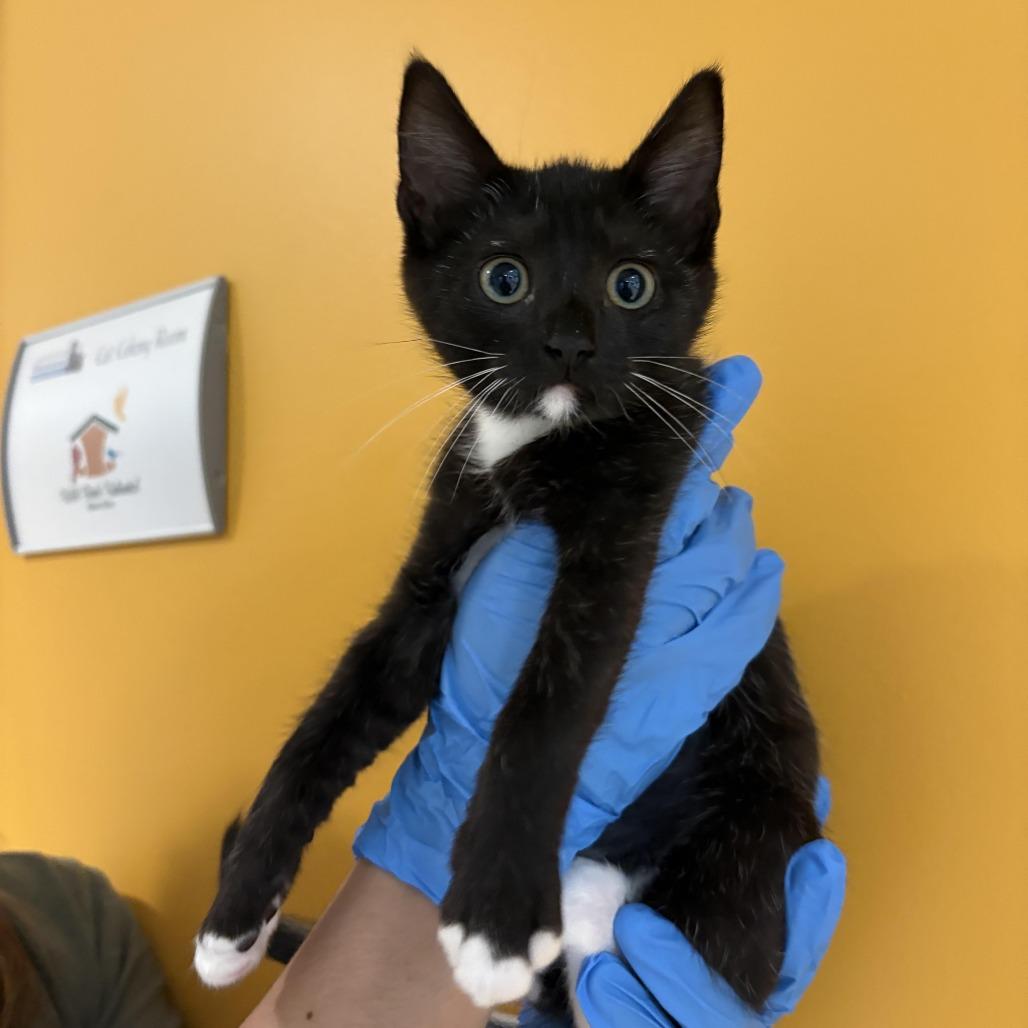 Inky, Adoptable, Kitten Female Domestic Short Hair.