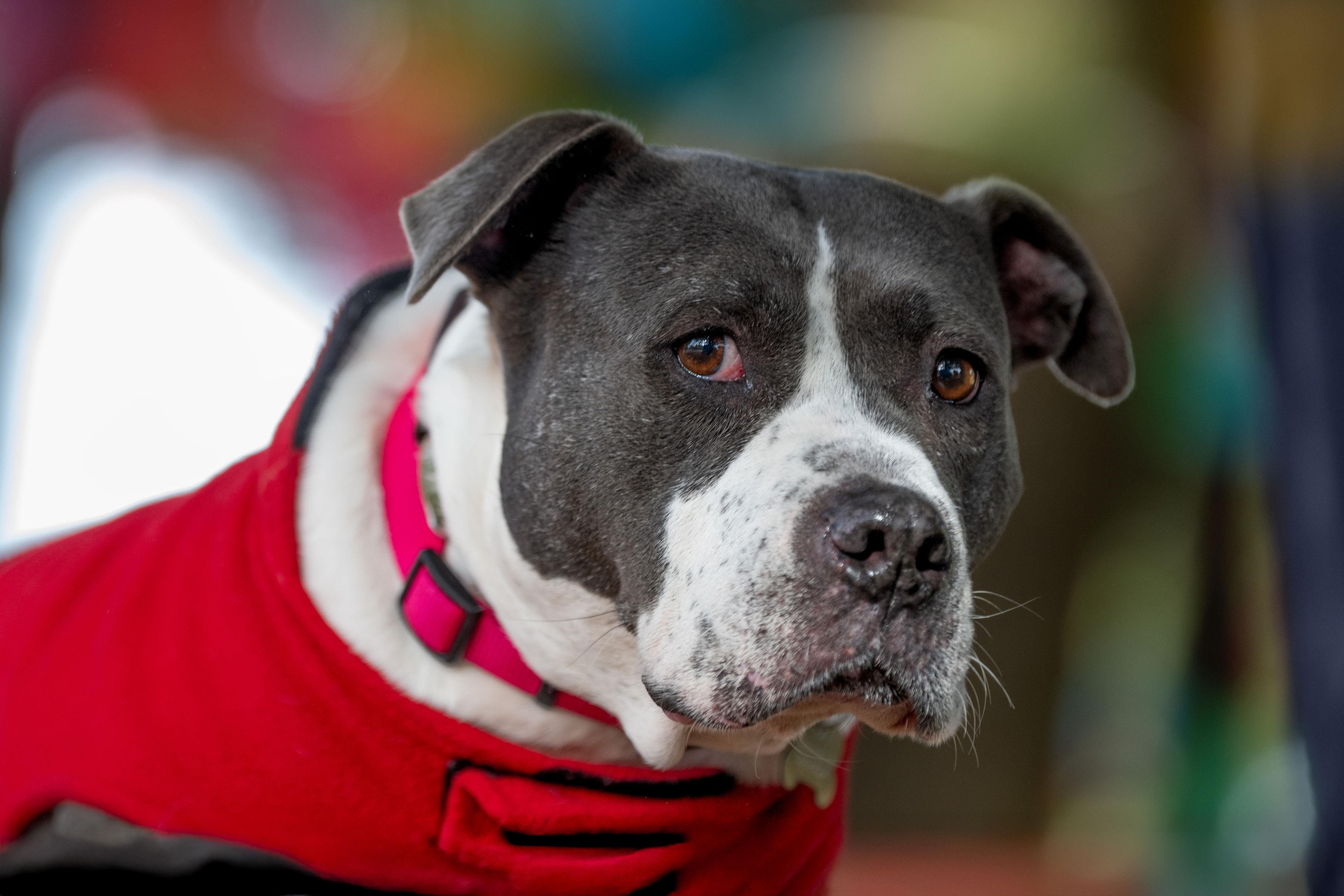 Annie, ADOPTABLE, Senior Female Pit Bull Terrier.