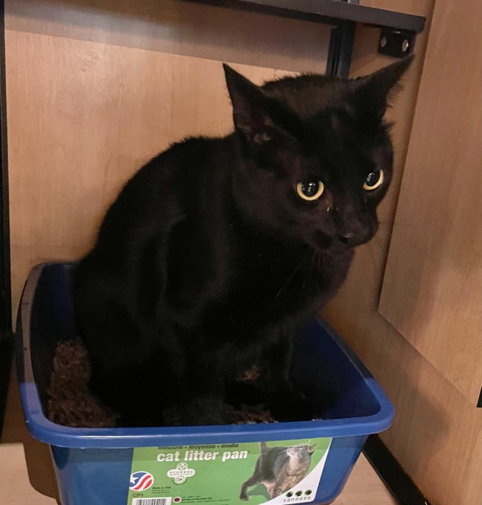 Enlarge Panther: adoption pending, a Adoptable mixed breed in New York, NY image 2/6