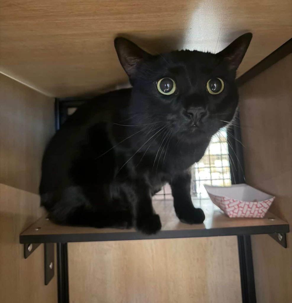 Enlarge Panther: adoption pending, a Adoptable mixed breed in New York, NY image 5/6