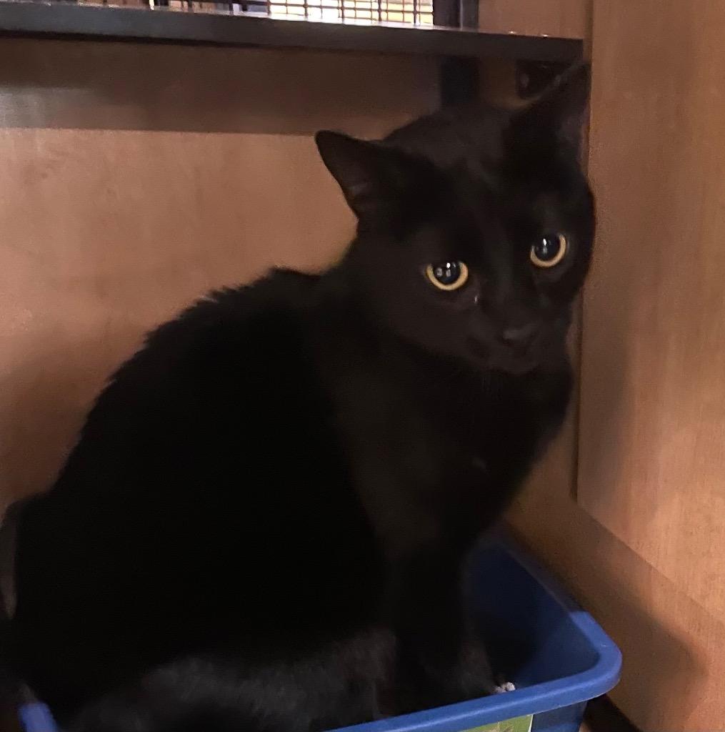 Enlarge Panther: adoption pending, a Adoptable mixed breed in New York, NY image 6/6